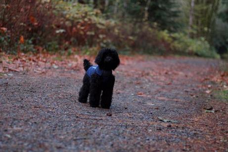 Image may contain: dog, tree, outdoor and nature