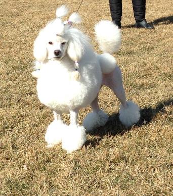 Image may contain: dog, outdoor and nature