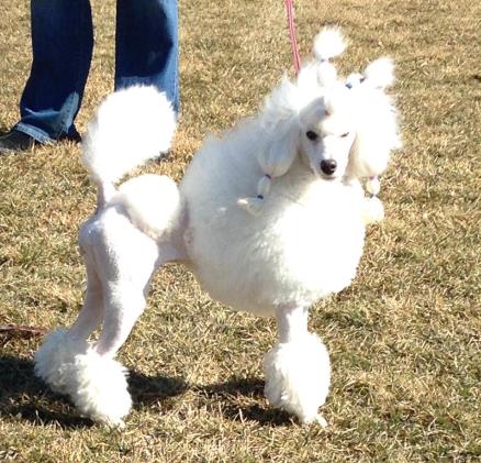 Image may contain: dog, grass, shoes, outdoor and nature